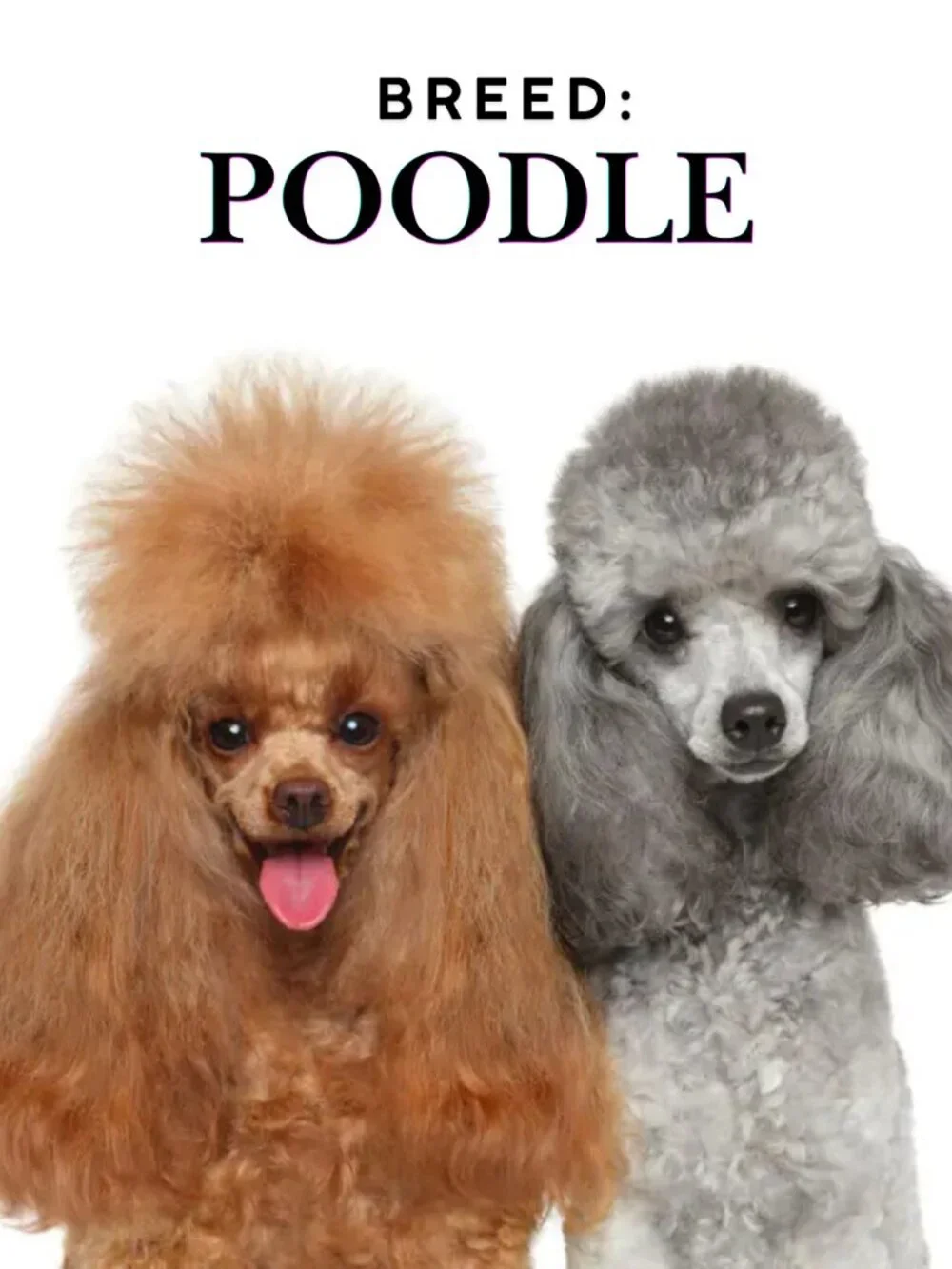 POODLE Dog Breed NEW Set 2 (12) 6PC  Vintage Art Dog Note Cards Envelopes Sets
